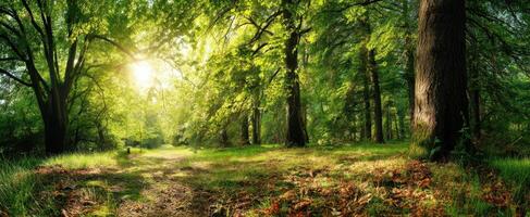 The Majestic Forest Pathway Illuminated by Nature's Sunlight photo