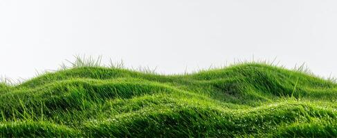 The Lush Green Grass Fields Dotted with Morning Dew and Sunlight photo