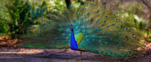 The majestic peacock displaying its vibrant tail feathers in nature. photo