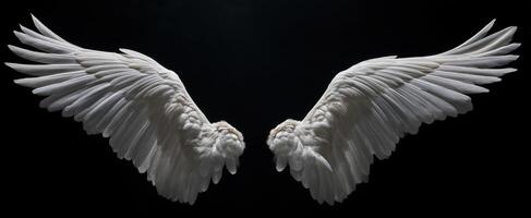 The Majestic Beauty of White Wings Against a Dark Background photo
