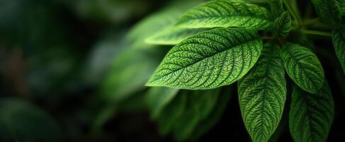 The Green Leaves Showcasing Intricate Vein Patterns and Lush Foliage photo