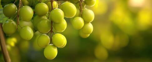 The Green Grapes Hanging Beautifully in a Sunlit Vineyard. photo
