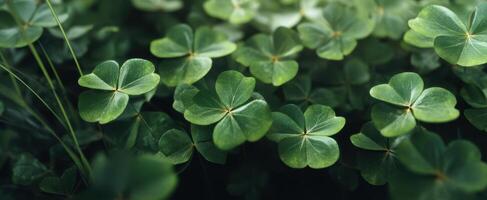 The lush green clover leaves create a serene and tranquil natural backdrop. photo