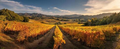 The Vibrant Vineyard Landscape in Autumn with Rolling Hills and Golden Foliage photo