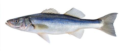The fresh fish showcasing vibrant colors and pristine details against a white background. photo