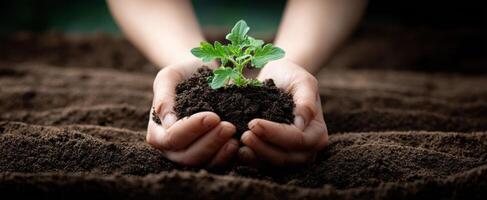 The hands nurturing a young plant in rich, dark soil for sustainable growth. photo