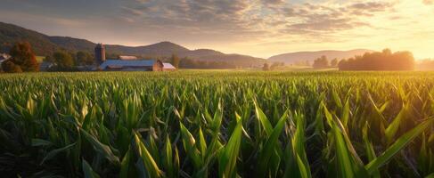 The serene landscape of a cornfield at sunrise near a charming farm. photo