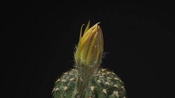 A cactus with a yellow flower on top video
