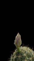 A cactus with a flower on top time lapse . video
