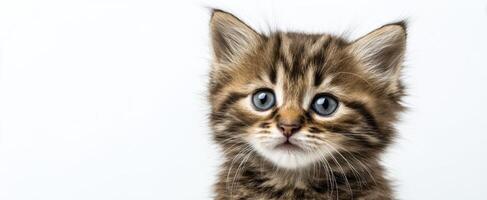 The adorable kitten with striking blue eyes looking curiously at the camera. photo