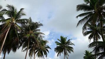 A group of palm trees in the middle of a field video
