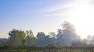 A confident man runs along a forest path in an autumn forest during sunrise morning video