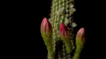 A cactus plant with buds on it video