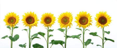 The colorful arrangement of sunflowers showcasing summer's vibrant beauty. photo