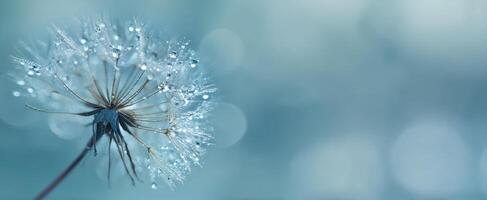 The delicate dandelion flower glistening with water droplets in soft blue background. photo