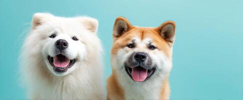 The adorable Samoyed and Akita dogs posing together with joyful expressions. photo