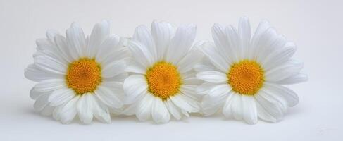 The serene beauty of three white daisies on a soft background. photo