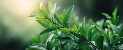 The Lush Green Leaves Elegantly Capturing Natural Serenity in Soft Light photo