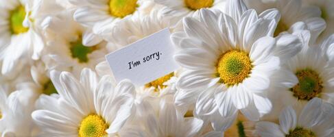 The daisies offering an apology with a heartfelt message of kindness. photo