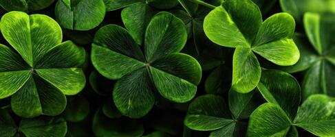 The Lush Green Cloak of Four-Leaf Clovers in a Natural Setting photo