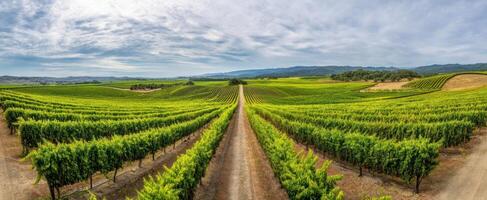 The Expansive Vineyard with Lush Green Fields Under a Cloudy Sky photo