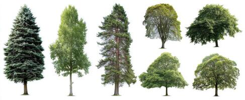 The diverse collection of trees showcasing different shapes and sizes in nature. photo