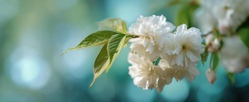 The exquisite elegance of white blossoms enhancing natural beauty in spring. photo