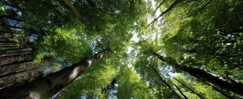 The towering trees creating a serene green canopy in the forest. photo