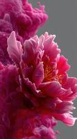 Vibrant pink flower surrounded by colorful swirling patterns, showcasing nature's beauty in a modern artistic style photo