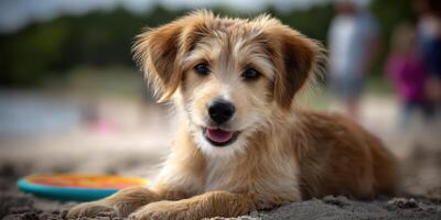 Cute puppy enjoying playtime at the beach with a Frisbee during a sunny day photo