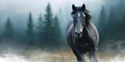 Black horse walks through misty forest with evergreen trees in the background and a moody atmosphere during early morning hours photo