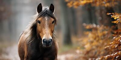 Majestic brown horse standing in a misty forest surrounded by autumn leaves photo
