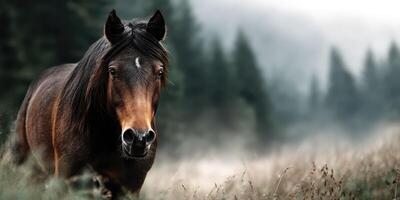 Wild horse gazes into the distance in a misty forest during early morning light photo