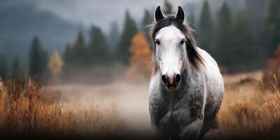 Majestic white horse trots through misty autumn landscape with golden foliage in the background photo