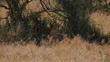 Lionesses Hiding in Tall Grass in Savannah video