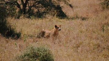 Wild Lioness Watching in Open African Field video