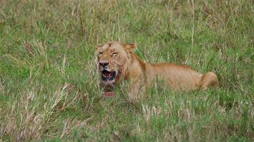Male Lion Resting in Tall Grass After Feeding video