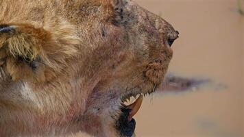 Lion Face Close up with Blood Stains Visible video