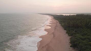 Aerial rising view fly over Turtle Beach on Sri Lanka southern coast with setting sun background. Golden sunset light. Swaying palm trees revealing romantic tropical shoreline with gentle waves. video