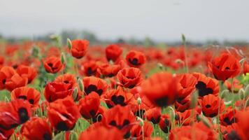 Background of expansive poppy field across horizon, vibrant red blooms under blue sky. Natural scene captures essence of springtime freedom, serenity, raw beauty background or peaceful landscape. video