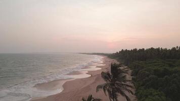 Aerial rising view fly over Turtle Beach on Sri Lanka southern coast with setting sun background. Golden sunset light. Swaying palm trees revealing romantic tropical shoreline with gentle waves.. video