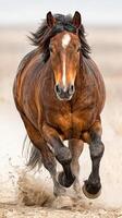 Strong brown horse galloping across sandy terrain during daylight in wide open landscape photo