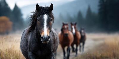 Horses running along a path in a misty landscape during early morning hours in a natural setting photo