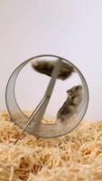 Dwarf hamster exploring transparent exercise wheel with cautious movements video