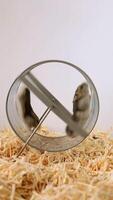 Dwarf hamster repositioning in transparent exercise wheel on soft bedding video