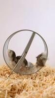Dwarf hamster running in transparent exercise wheel on wood shavings video