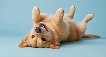 Playful Puppy Lying on Back on Blue Background photo