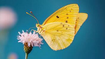 Yellow Butterfly on Pink Flower Close Up photo