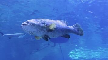 Giant grouper swims gracefully in large aquarium surrounded by various fish in underwater habitat video