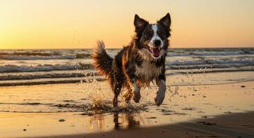 Energetic Border Collie dog running on beach at sunset splashing water photo